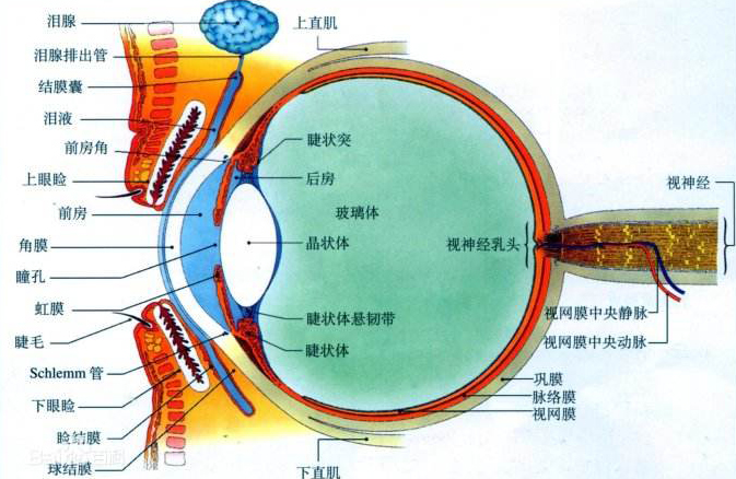 你知道中年人要如何護眼嗎？--視普泰驗光師培訓學院科普小知識