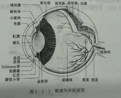 驗光師培訓(xùn)知識點：眼的解剖和生理概述