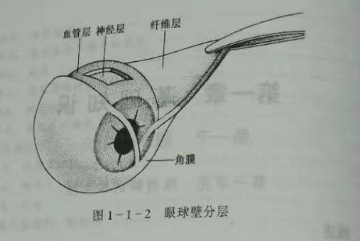 驗光師培訓(xùn)知識點：眼的解剖和生理概述