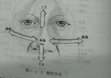 驗光師培訓(xùn)知識點：眼的解剖和生理概述