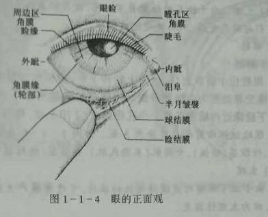 驗光師培訓(xùn)知識點：眼的解剖和生理概述