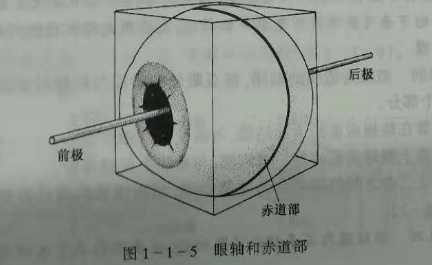 驗光師培訓(xùn)知識點：眼的解剖和生理概述